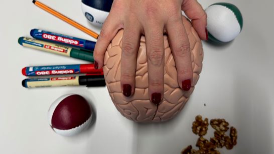 13 Hirn ist ca. 1.4kg Foto G.Orsi 13 Hirn ist ca. 1.4kg Foto G.Orsi