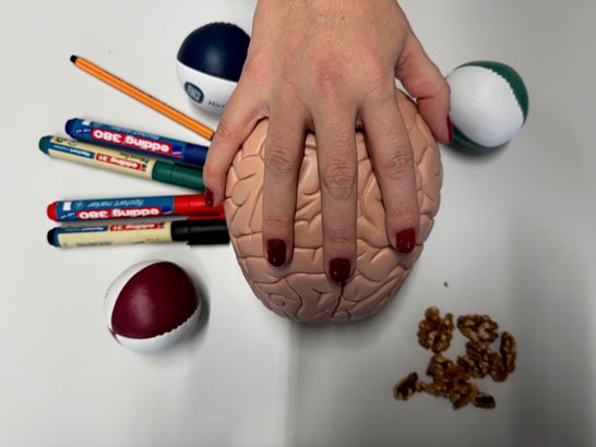 13 Hirn ist ca. 1.4kg Foto G.Orsi 13 Hirn ist ca. 1.4kg Foto G.Orsi